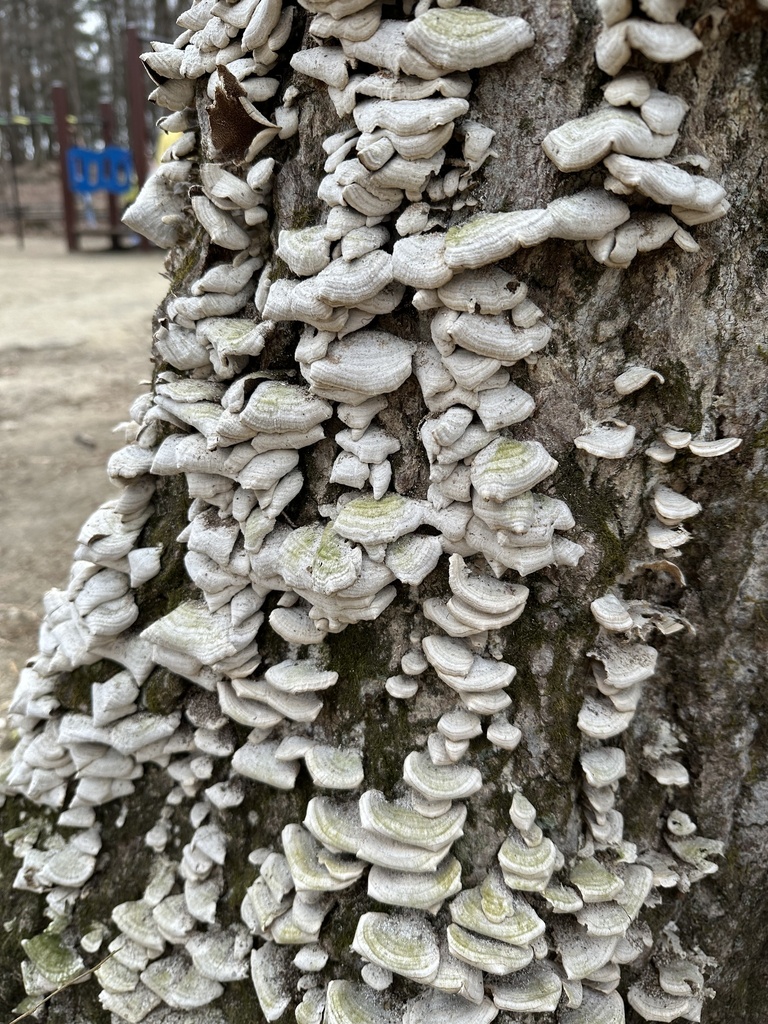 Trichaptum biforme · March 2023 · photo: © tokue (iNaturalist, cc-by)