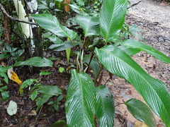 Pleiostachya pruinosa