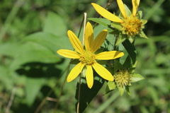 Silphium asteriscus