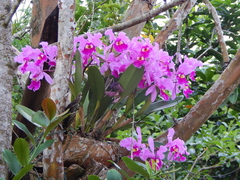 Cattleya warscewiczii