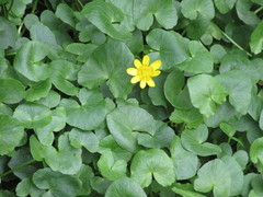 Ficaria verna ficariiformis
