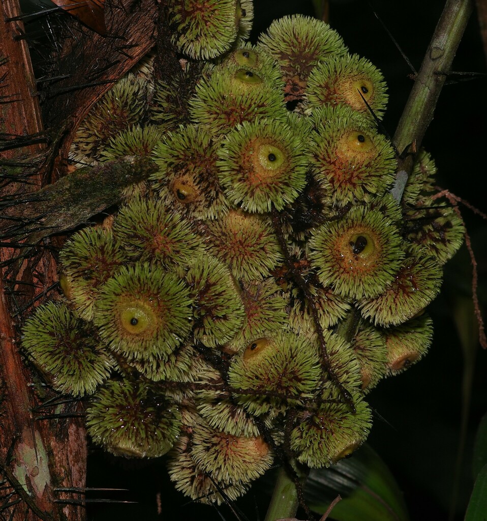 Bactris constanciae