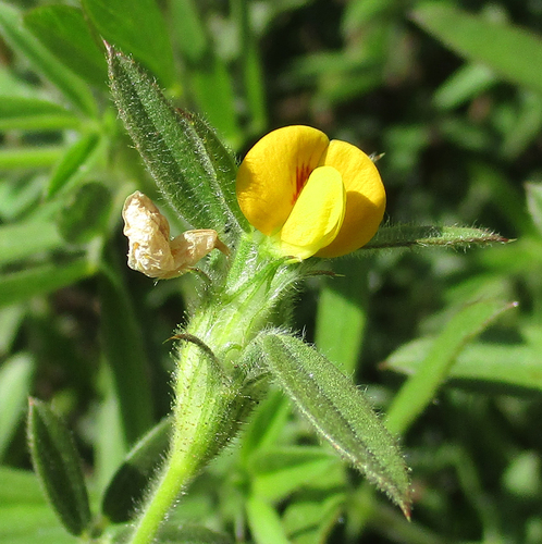 Stylosanthes fruticosa image