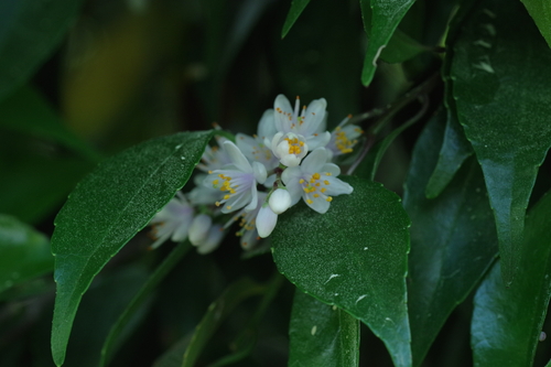 Symplocos liukiuensis iNat (2)