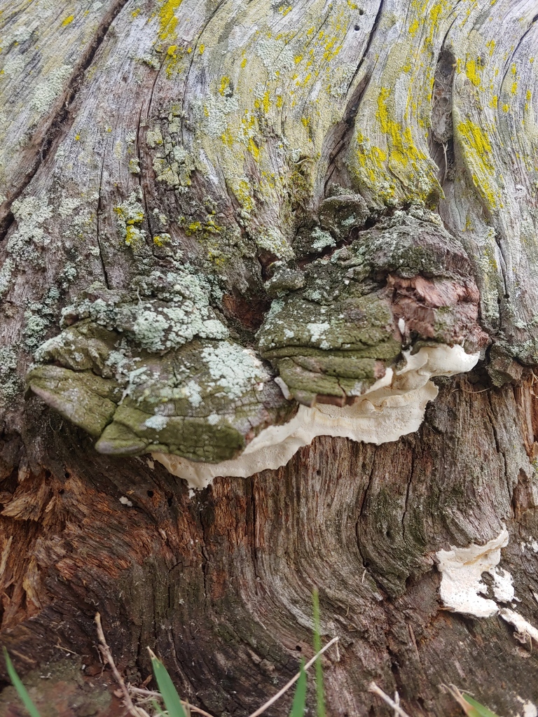 Sebipora aquosa