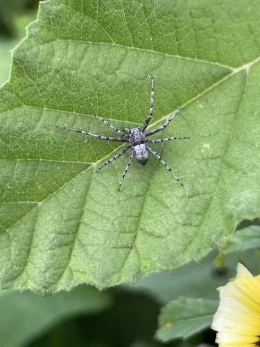 Fageia amabilis