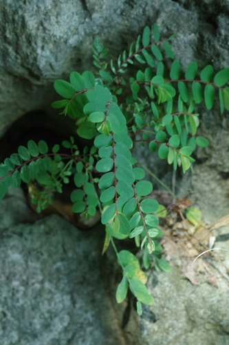 Phyllanthus liukiuensis iNat (1)