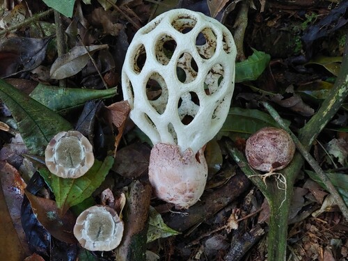 Clathrus roseovolvatus Lécuru, Mornand, Fiard & Courtec.