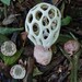 Clathrus roseovolvatus - Photo (c) Kurt Miller, some rights reserved (CC BY-NC), uploaded by Kurt Miller