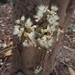Syzygium branderhorstii - Photo (c) Steve Fitzgerald, algunos derechos reservados (CC BY-SA)