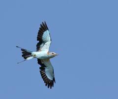 Racket-Tailed Roller photo 2