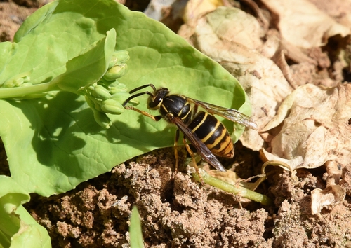 Common Asian Yellowjacket photo 4