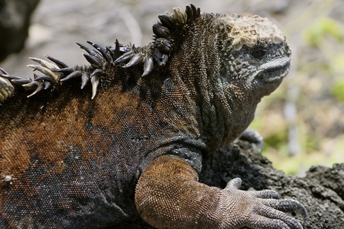 Marine Iguana, photo 10 of 10