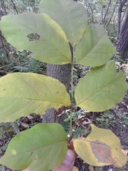 Fraxinus americana