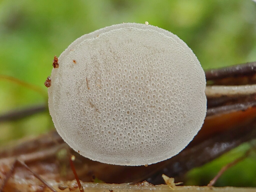 Resupinatus porosus