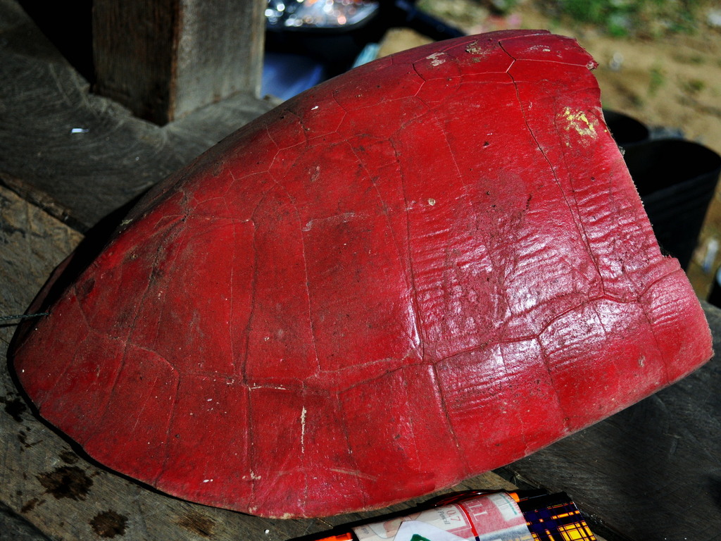 Malaysian Giant Turtle
