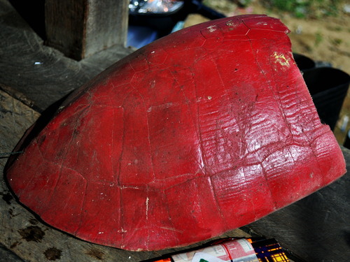Malaysian Giant Turtle