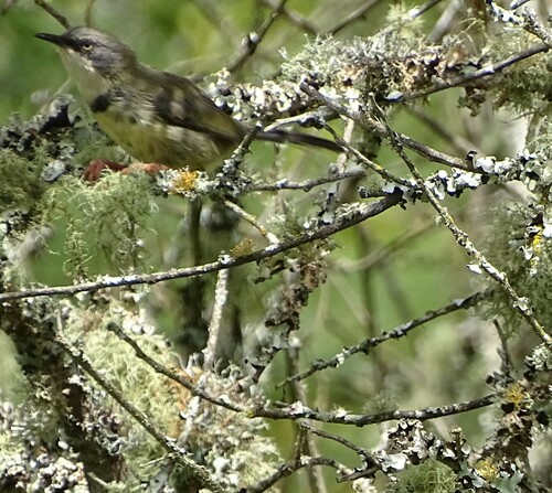 Apalis Acollarado (Apalis thoracica)