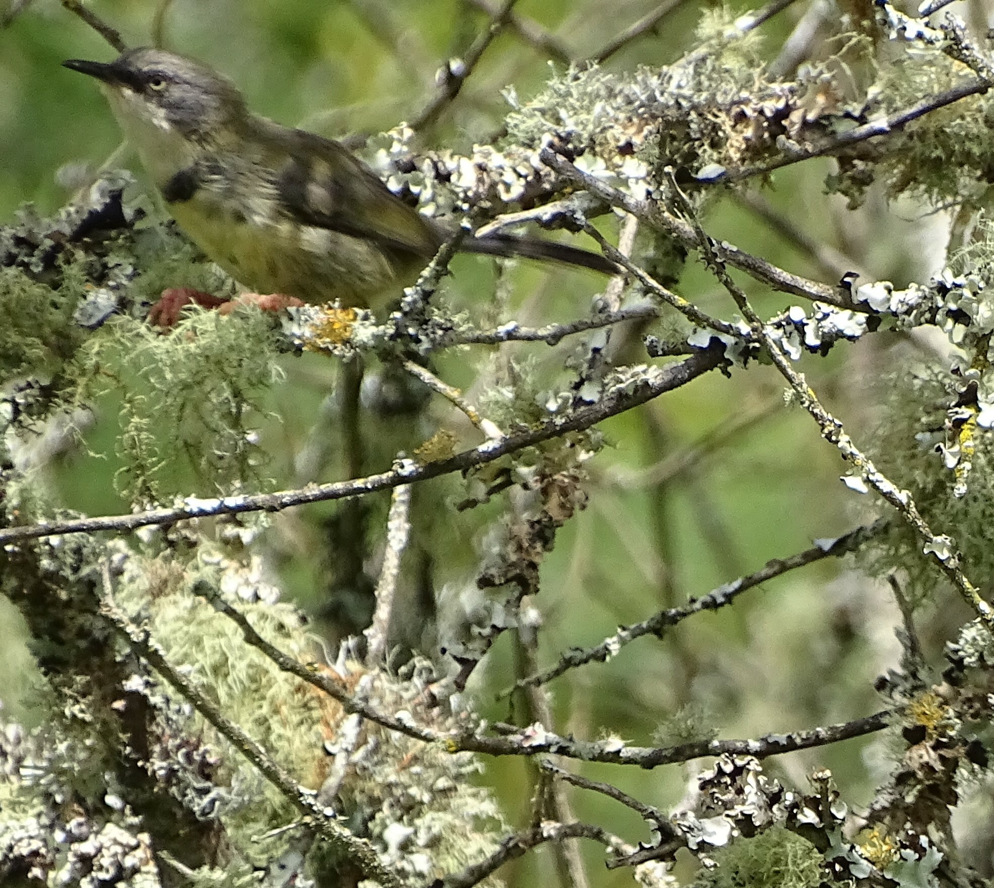 Bar-throated Apalis illustration