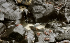 Butorides striata sundevalli