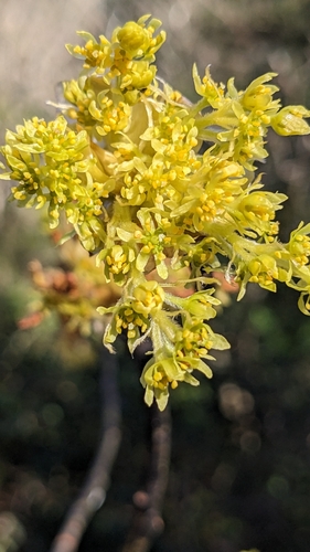 Image of Sassafras randaiense by (c) Cheng-Te Hsu, some rights reserved (CC BY)