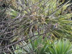 Carduelis carduelis britannica