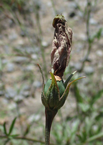 Cienfuegosia digitata image