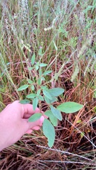 Desmodium tortuosum