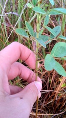 Desmodium tortuosum
