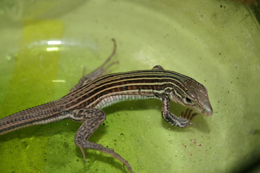 Common Spotted Whiptail from cerro topo chico on July 8, 2015 at 07:21 ...
