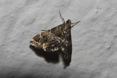 Usingeriessa onyxalis
