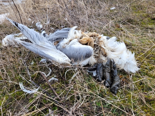 Plume de Goéland pontique