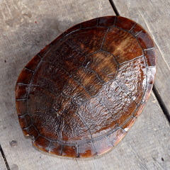 Gunalen's Snake-Necked Turtle photo 3