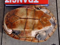 Gunalen's Snake-Necked Turtle photo 2