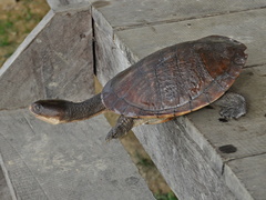 Gunalen's Snake-Necked Turtle photo 4