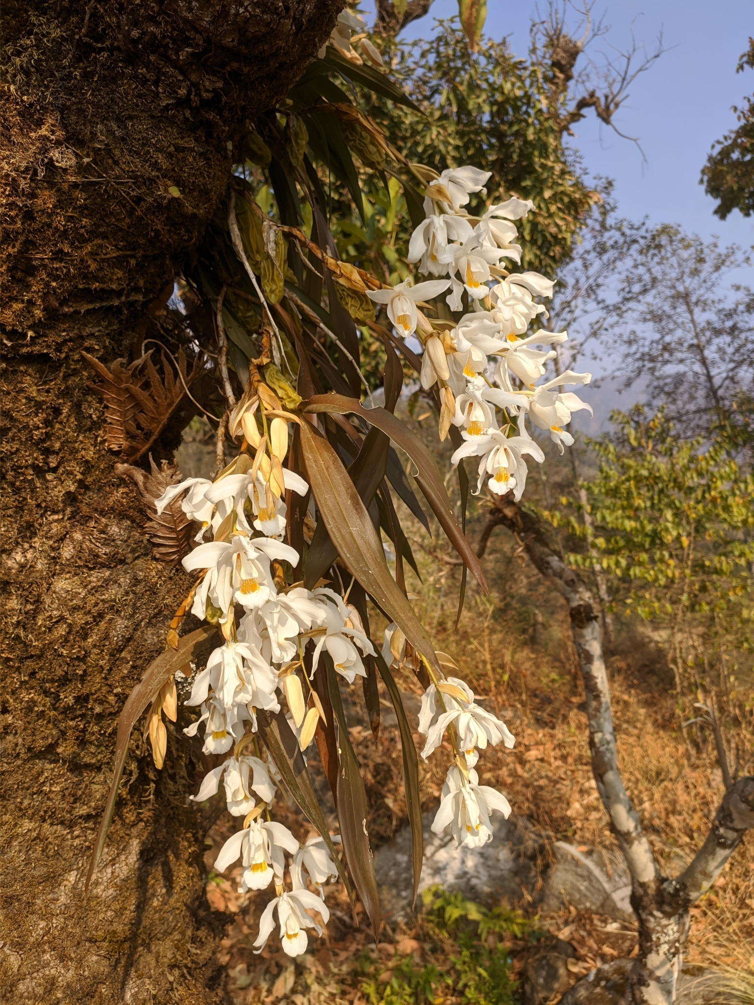 Imagem de Orquídea-dama-da-noite