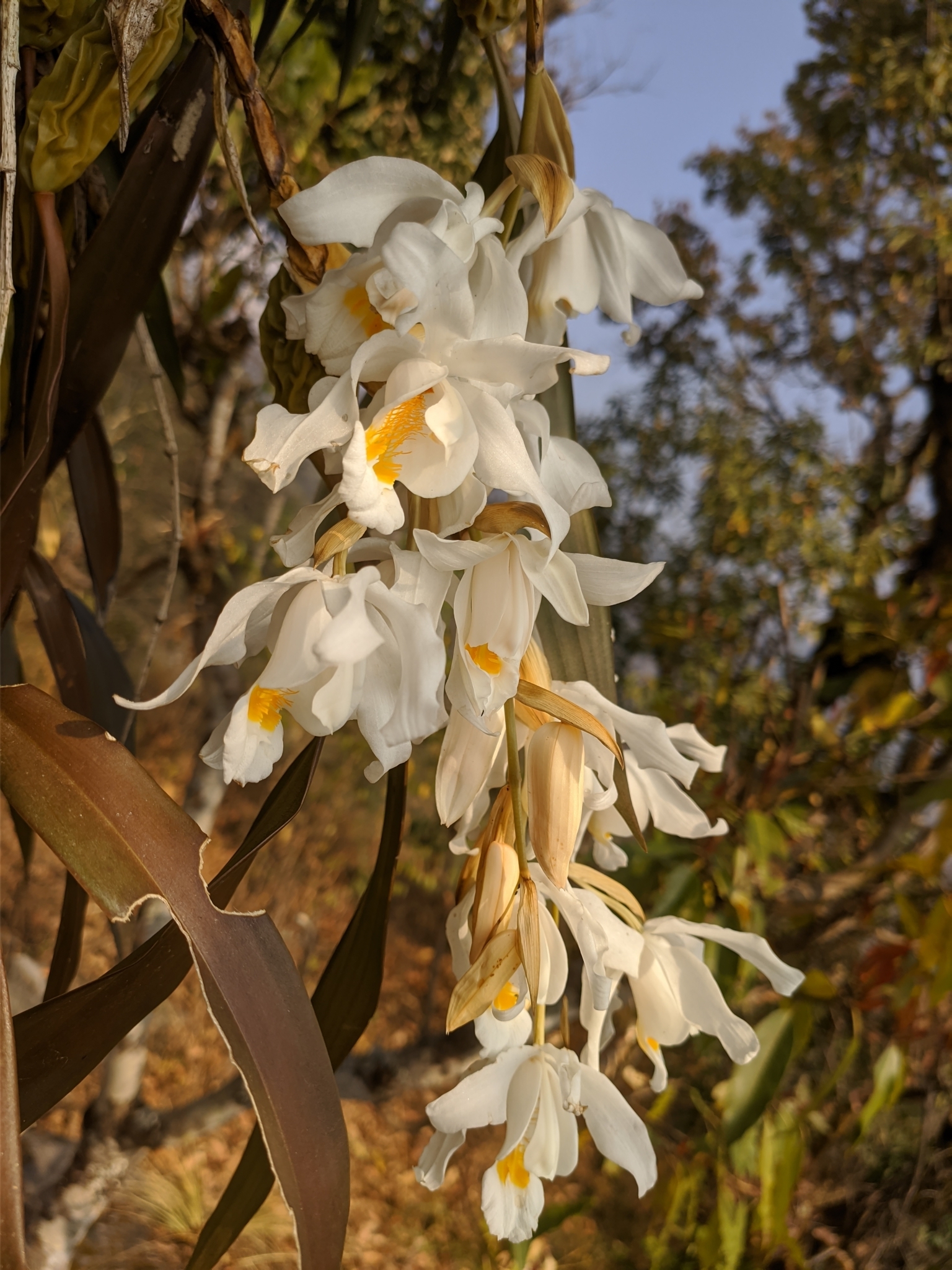 Imagem de Orquídea-dama-da-noite