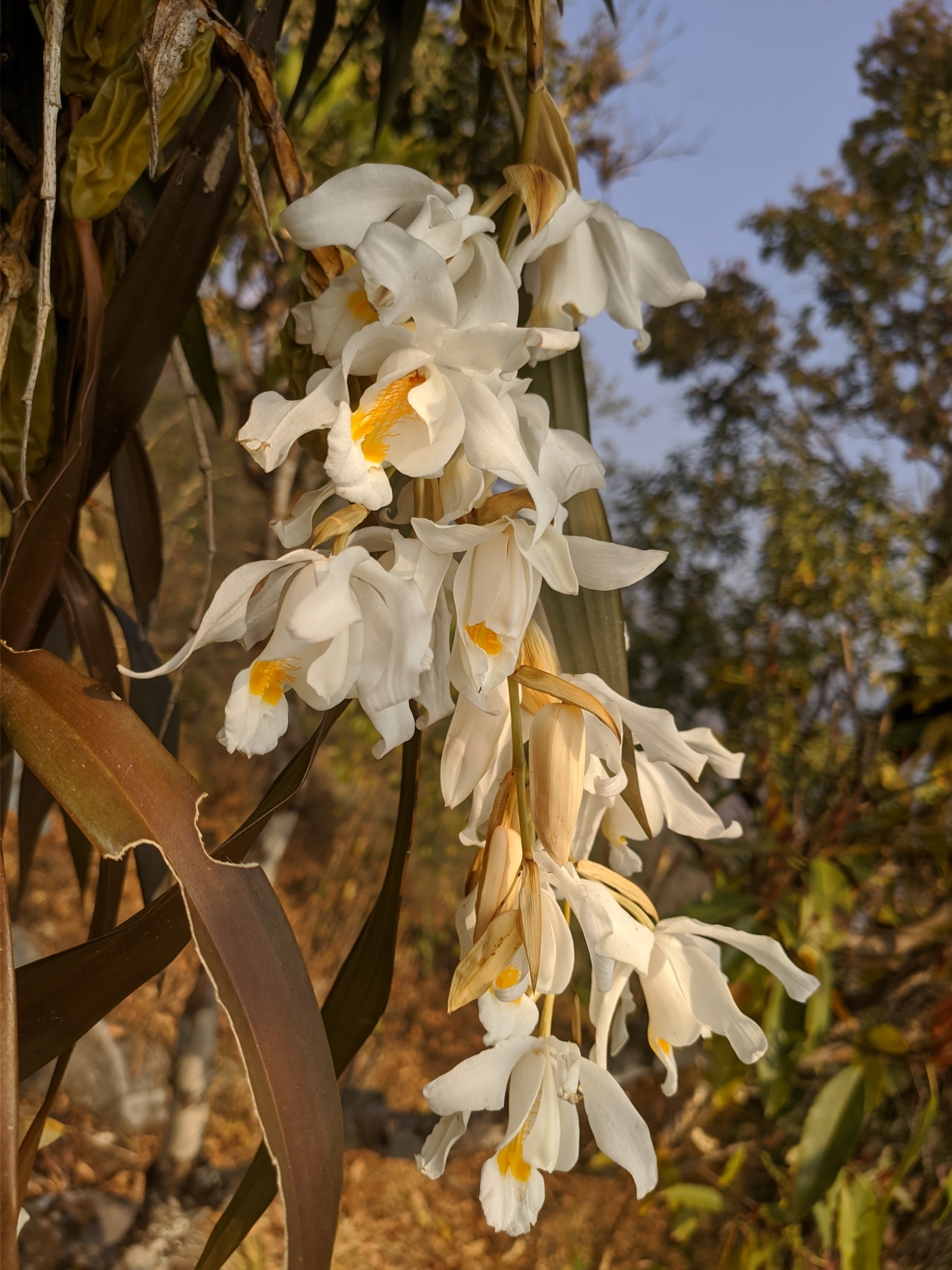 Imagem de Orquídea-dama-da-noite