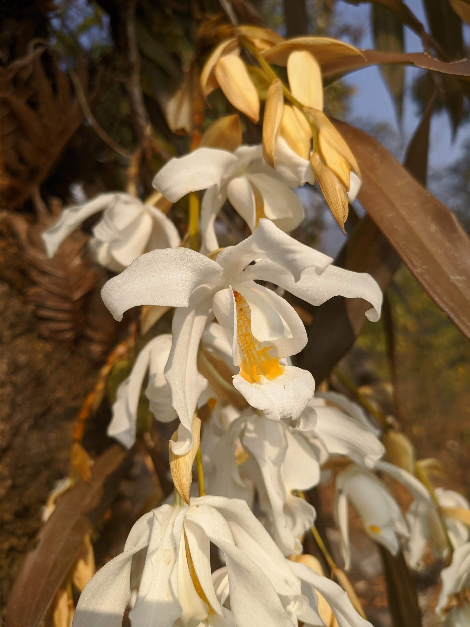 Imagem de Orquídea-dama-da-noite