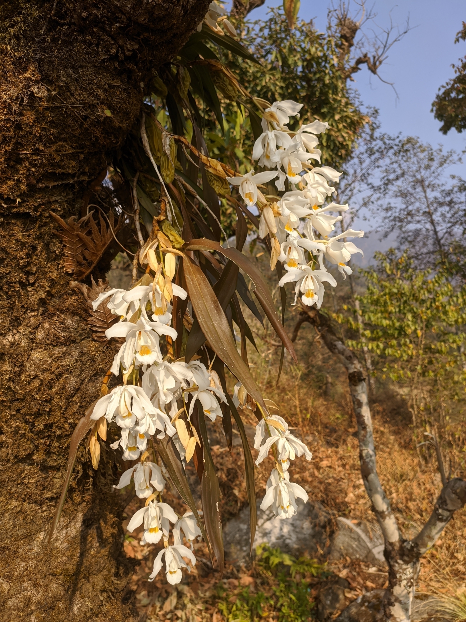 Imagem de Orquídea-dama-da-noite
