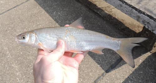 Common nase (Chondrostoma nasus) — Cyprinidae — 3