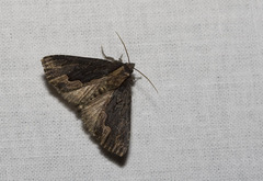 Dypterygia scabriuscula