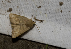 Charanyca trigrammica