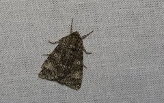 Acronicta megacephala