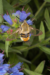 Hemaris tityus