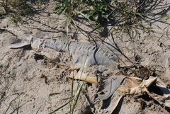 Carcharhinus plumbeus