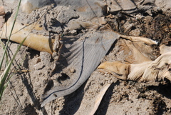 Carcharhinus plumbeus