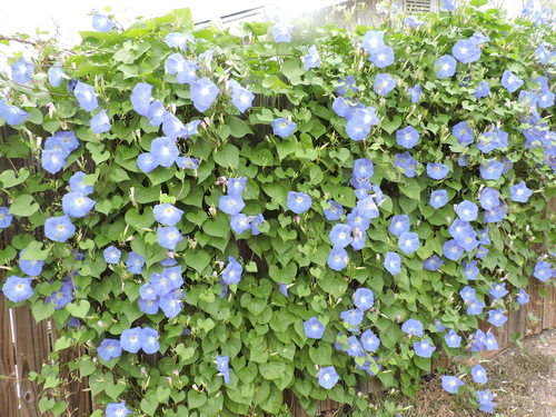 Garden Morning Glory