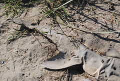 Carcharhinus plumbeus