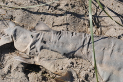 Carcharhinus plumbeus